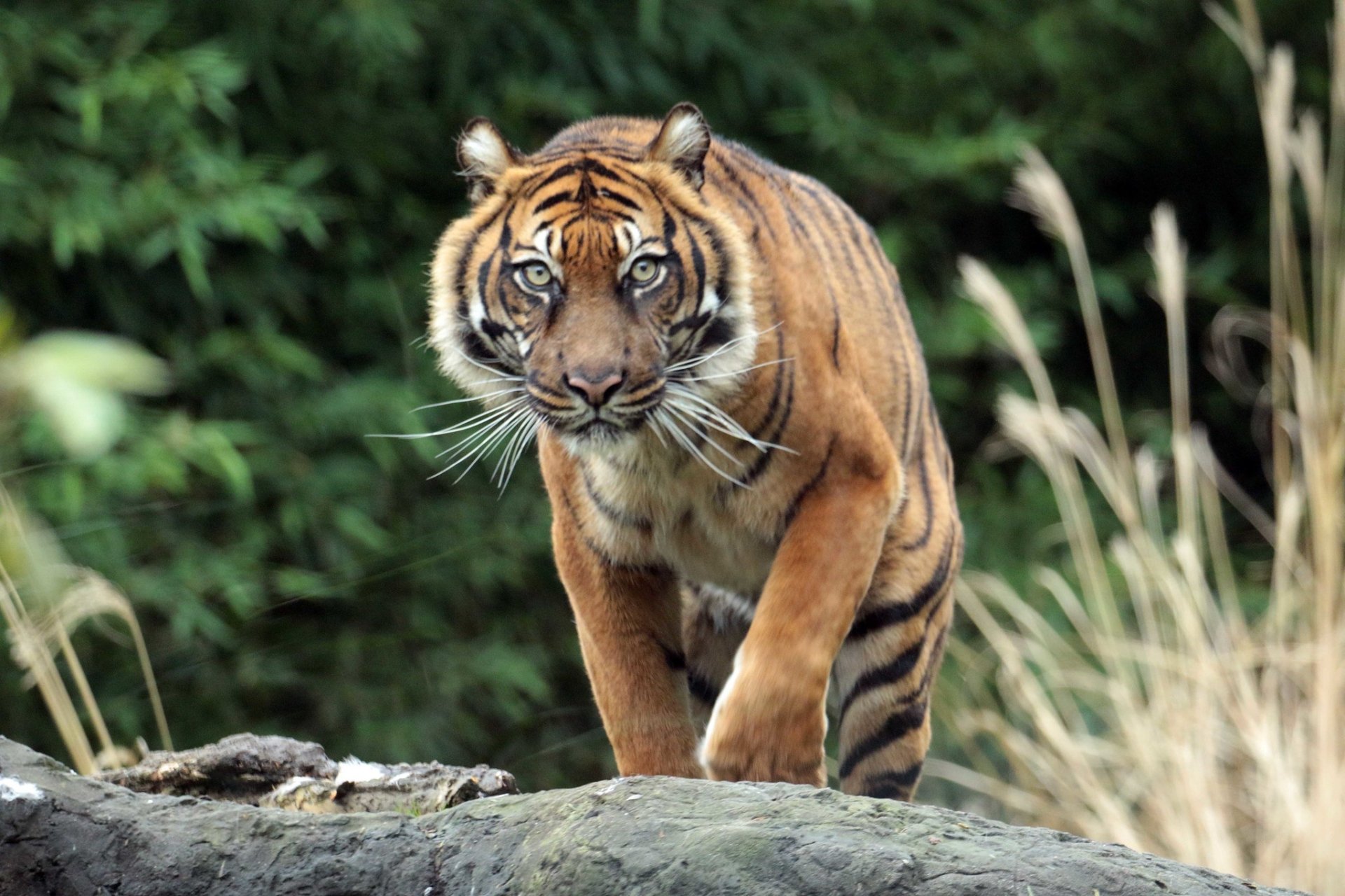 Download Animal Tiger HD Wallpaper