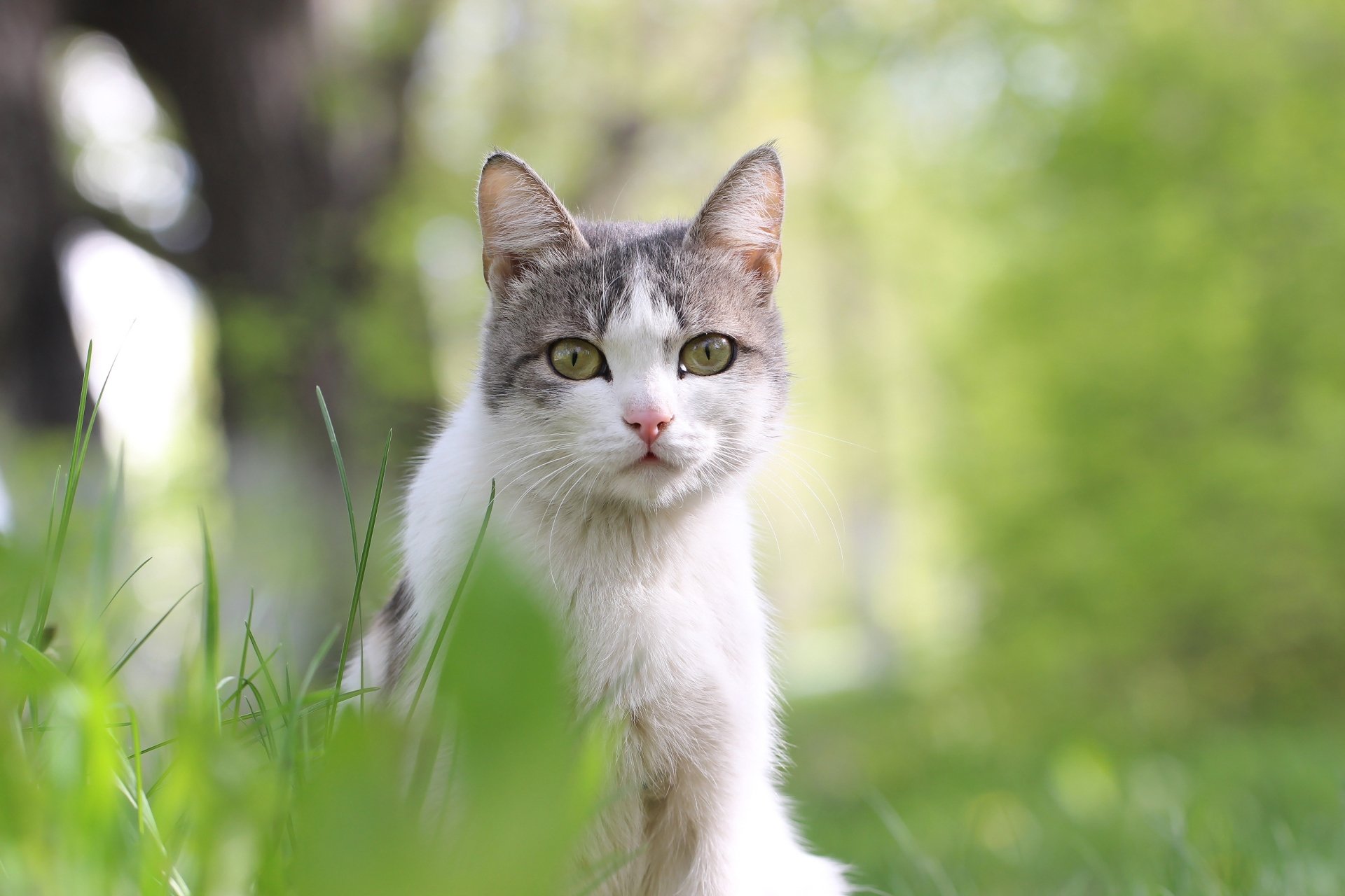 Download Stare Animal Cat Hd Wallpaper