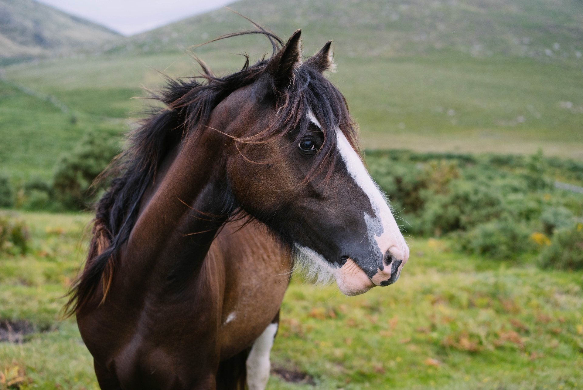 Horse 5k Retina Ultra HD Wallpaper | Background Image ...