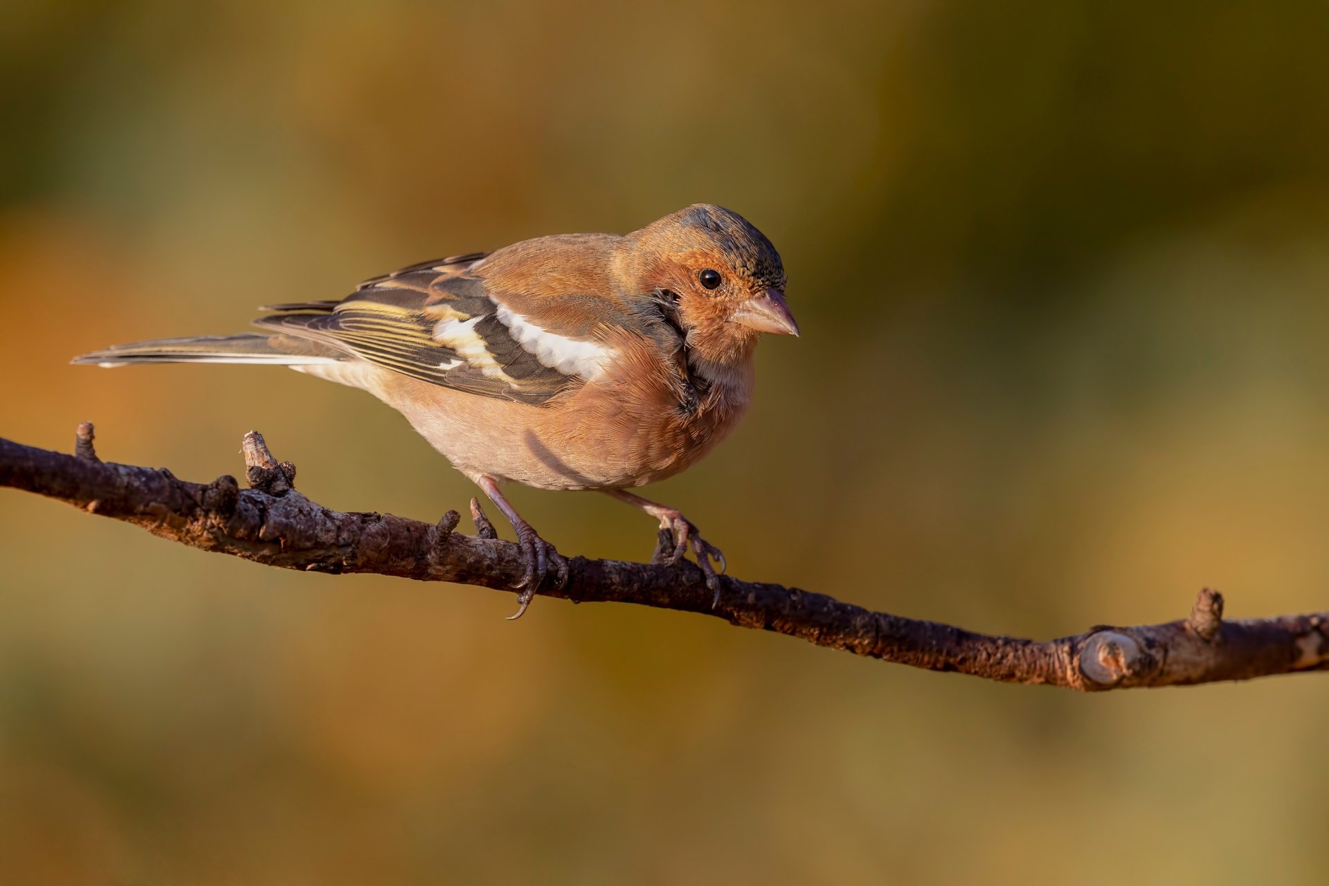 Animal Finch HD Wallpaper