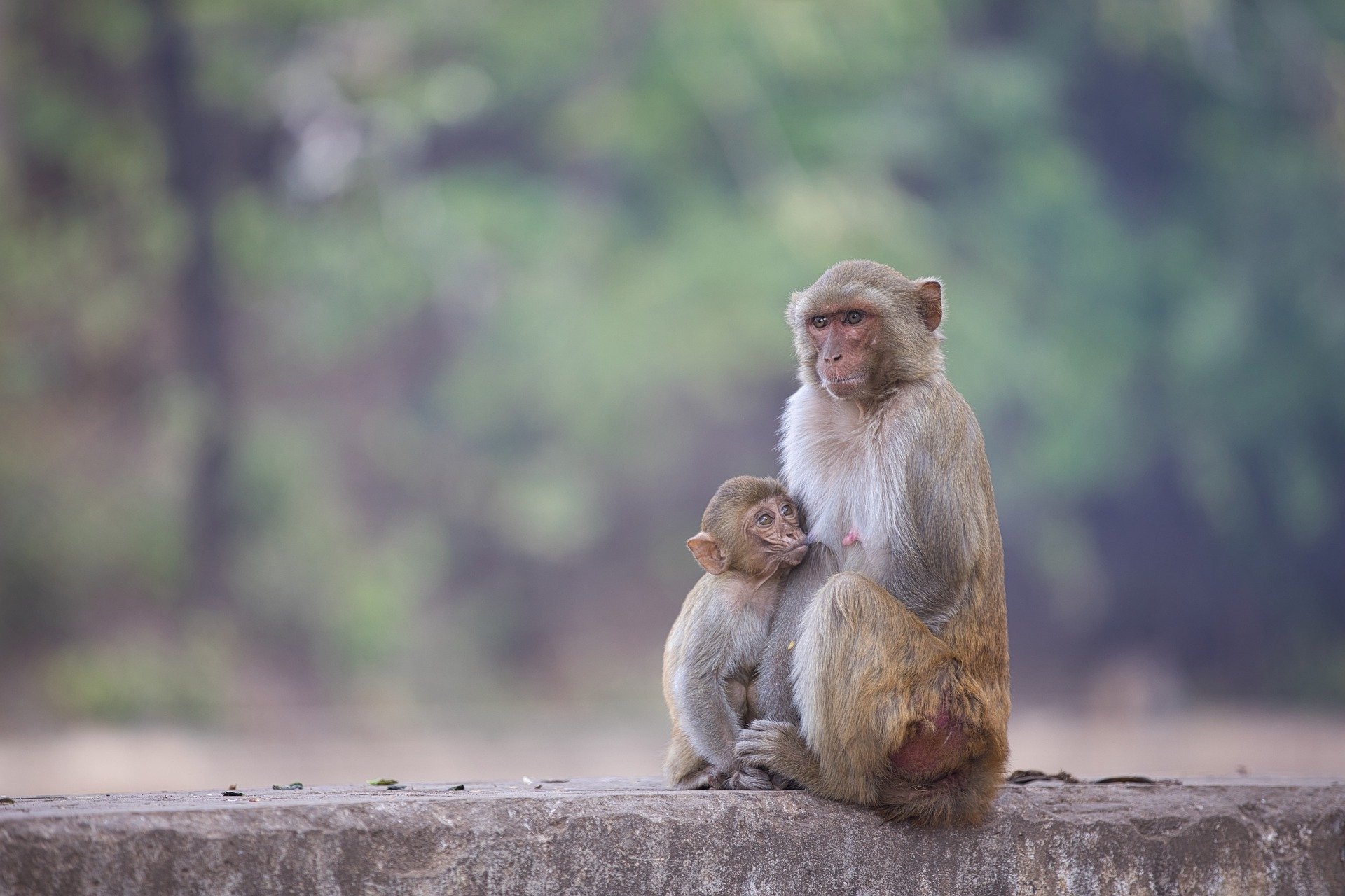 Download Primate Baby Animal Monkey Animal Macaque HD Wallpaper by Myo Min Kyaw