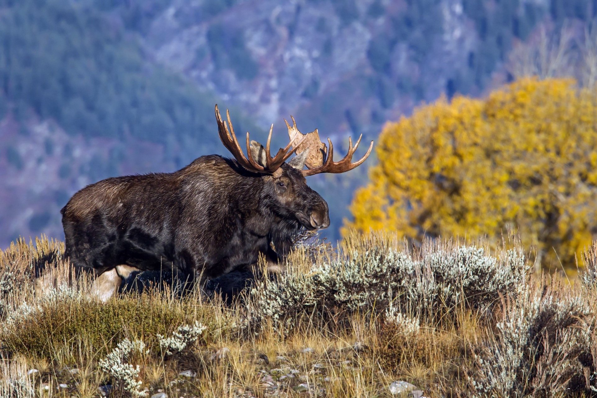 Download Animal Moose HD Wallpaper