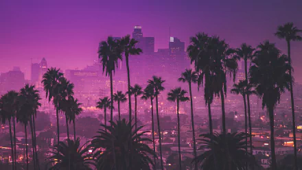  Palm trees against purple nightlights - Los Angeles, California