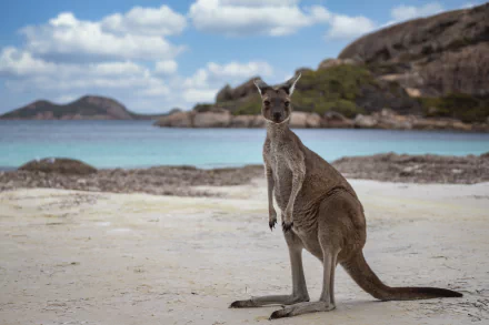 A kangaroo stands on a sandy beach with clear blue water and rocky hills in the background, captured in sharp 4K Ultra HD with a shallow depth of field.