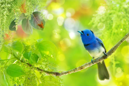 greenery blue monarch Animal Black-Naped Monarch HD Desktop Wallpaper | Background Image