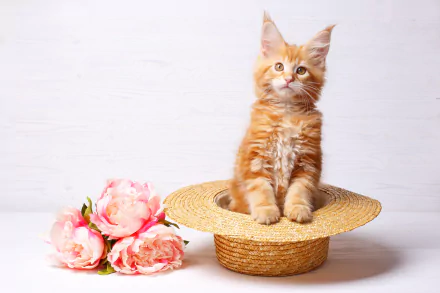 straw hat hat Animal cat HD Desktop Wallpaper | Background Image