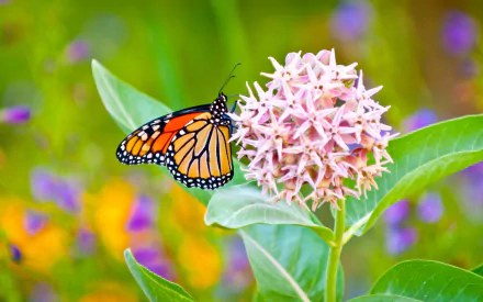  Monarch Butterfly on Milkweed