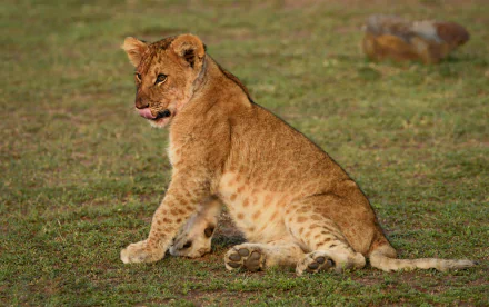  Lion Cub - Maasai Mara, Kenya