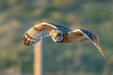 HD PC desktop wallpaper of a swamp owl in flight over marshland, wings outstretched, piercing eyes, soft blurred green-brown wetland background.
