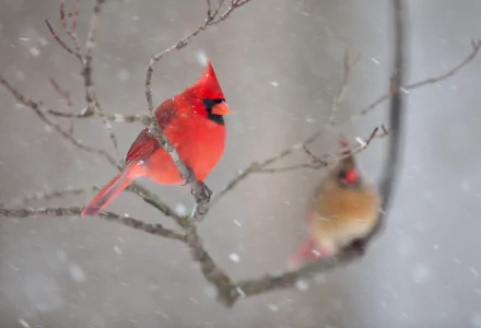 A vibrant red cardinal perched on a snowy tree branch, captured in stunning 4K Ultra HD as a PC desktop wallpaper featuring the beauty of nature and animals.