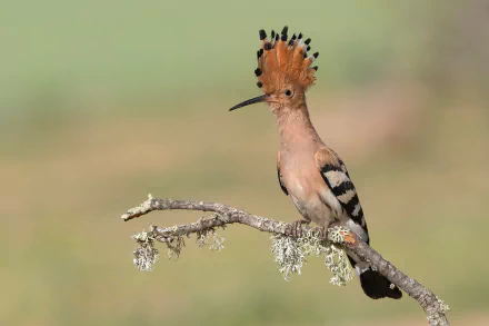 HD desktop wallpaper featuring a hoopoe bird perched on a branch, showcasing its distinctive crest and striking black, white, and orange plumage.