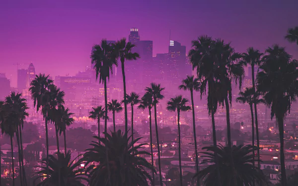  Palm trees against purple nightlights - Los Angeles, California