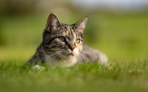 Animal Cat Cats Depth Of Field HD Wallpaper | Background Image