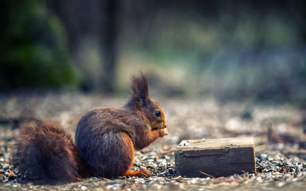 depth of field rodent Animal squirrel HD Desktop Wallpaper | Background Image