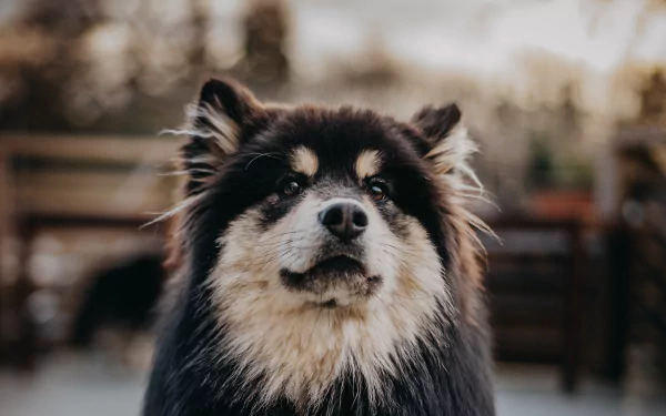 depth of field finnish lapphund Animal dog HD Desktop Wallpaper | Background Image