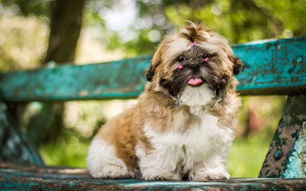 bokeh dog Animal shih tzu HD Desktop Wallpaper | Background Image