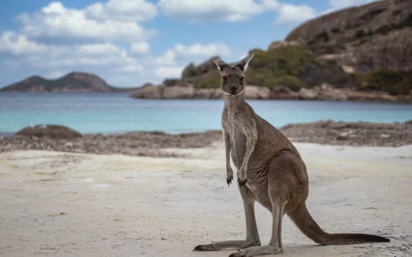 A kangaroo stands on a sandy beach with clear blue water and rocky hills in the background, captured in sharp 4K Ultra HD with a shallow depth of field.