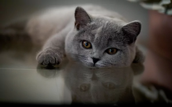 reflection Animal British Shorthair HD Desktop Wallpaper | Background Image