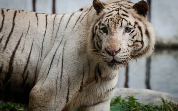 Animal White Tiger Cats Tiger HD Wallpaper | Background Image