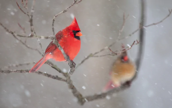 A vibrant red cardinal perched on a snowy tree branch, captured in stunning 4K Ultra HD as a PC desktop wallpaper featuring the beauty of nature and animals.