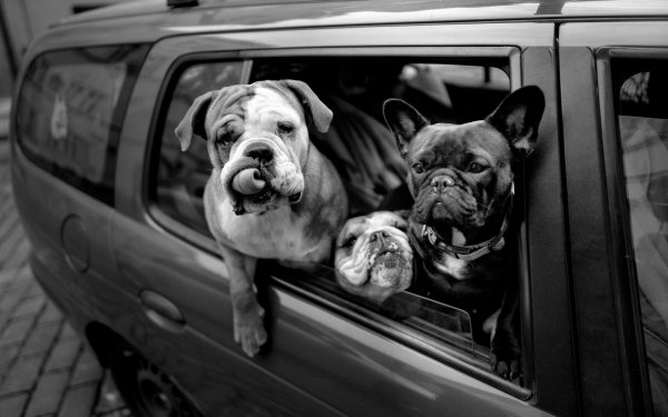 Animal Dog Dogs Black & White French Bulldog HD Wallpaper | Background Image