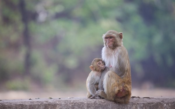 Animal Macaque Monkey Baby Animal Primate HD Wallpaper | Background Image