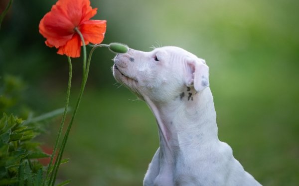 Animal Bull Terrier Dogs Dog Staffordshire Bull Terrier Pet Poppy HD Wallpaper | Background Image