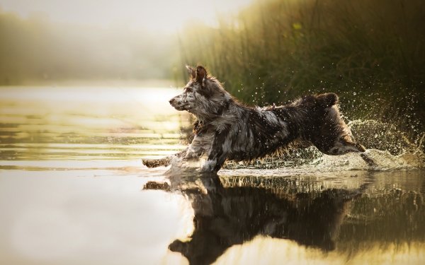 Animal Dog Dogs Water Splash HD Wallpaper | Background Image