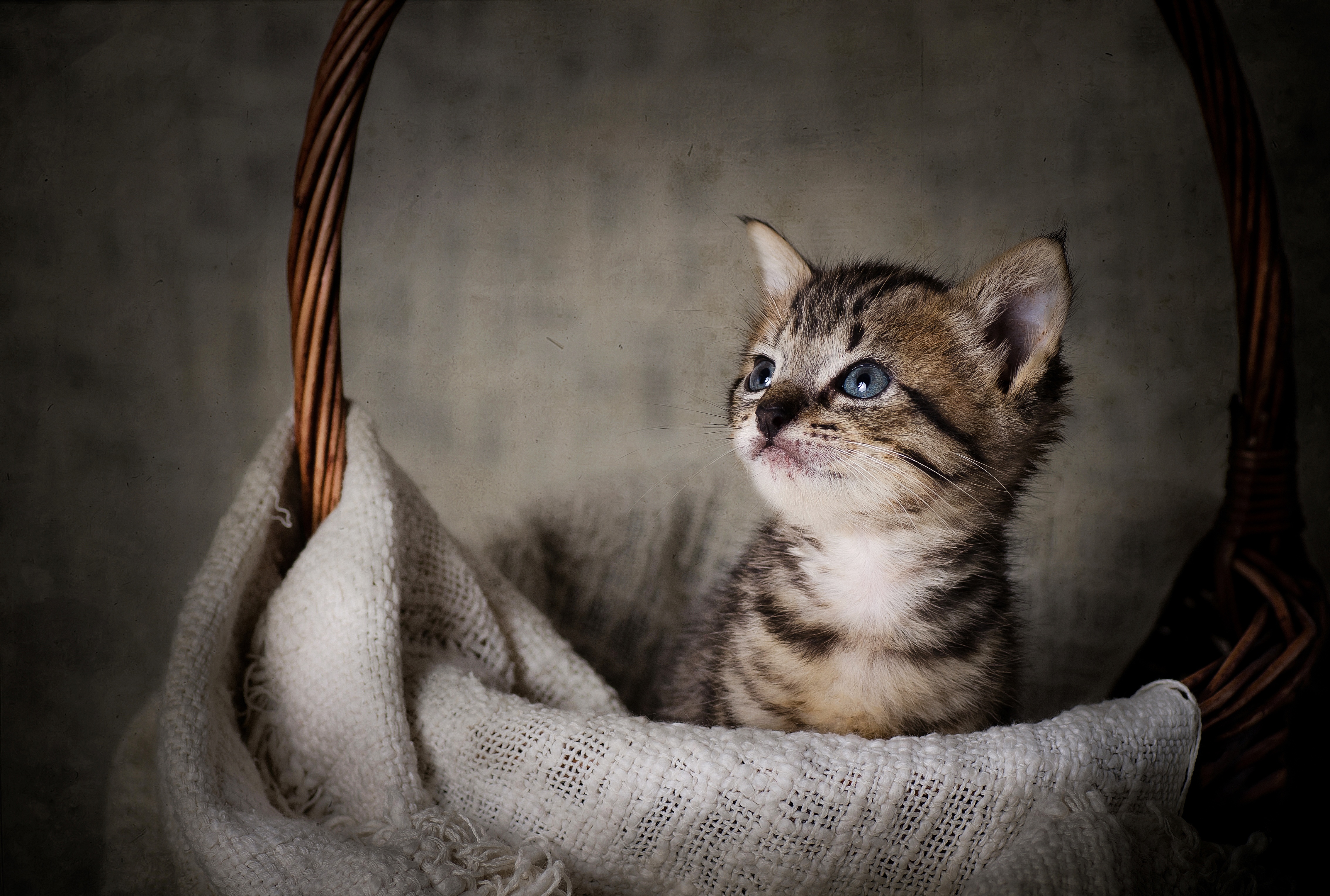Animal Cat 4k Ultra HD Wallpaper