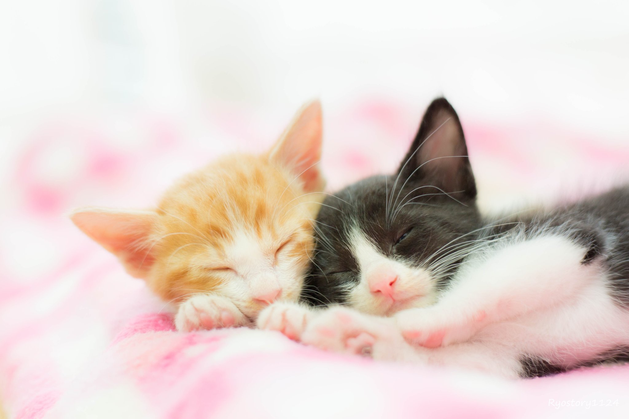 Cuddle Kitten Wallpapers Pictures Cuddle Kitten Wallpapers Pictures