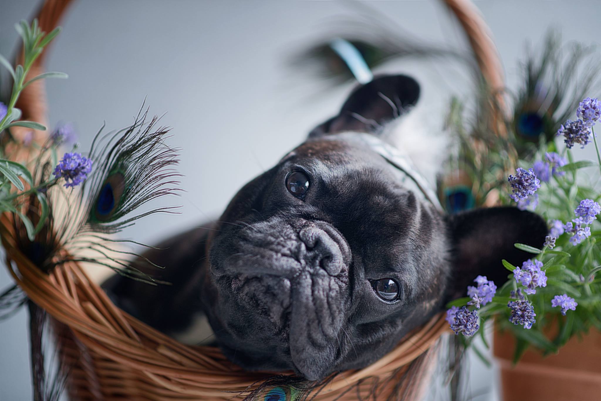Download Dog Animal French Bulldog HD Wallpaper
