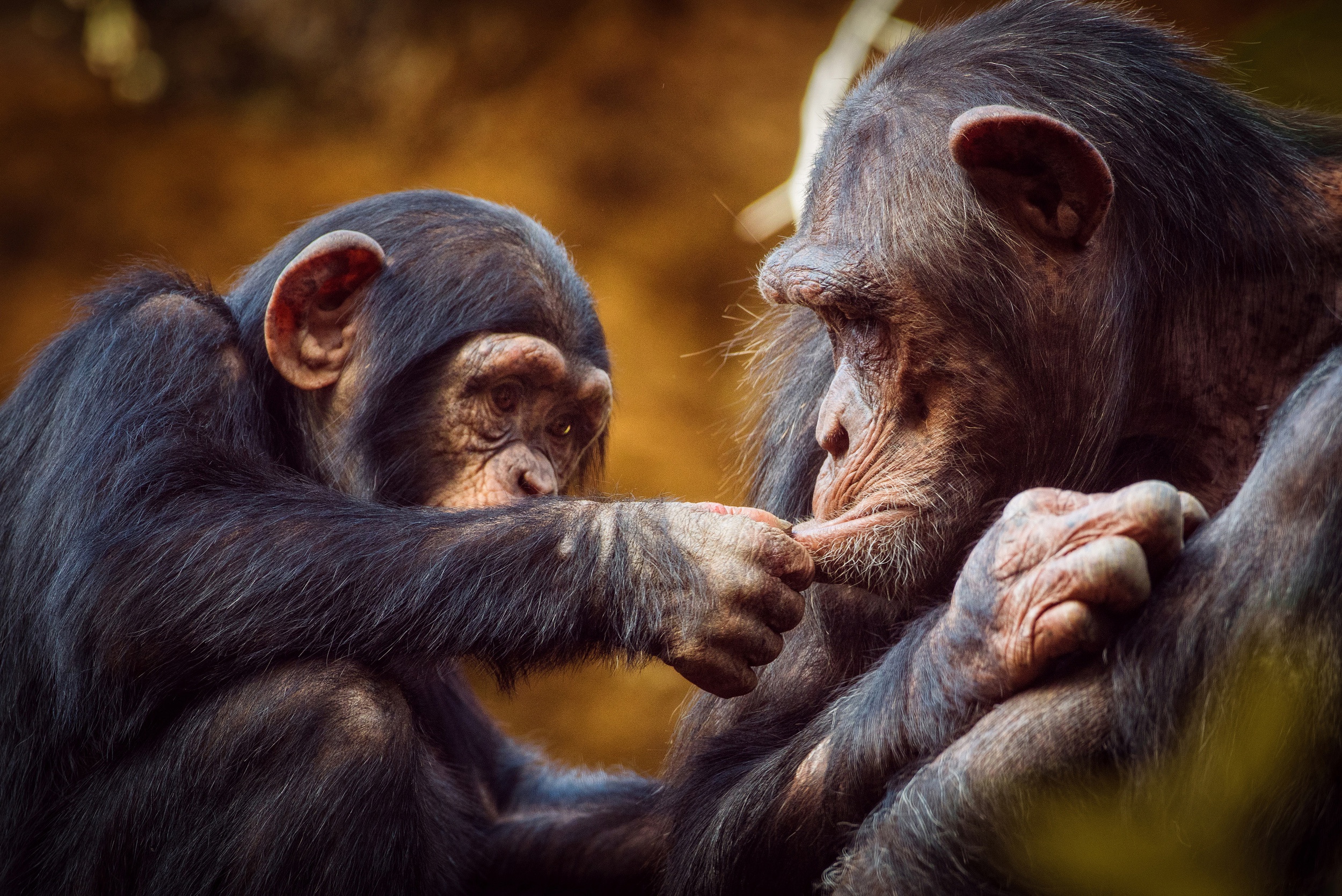 60+ Chimpanzee HD Wallpapers and Backgrounds