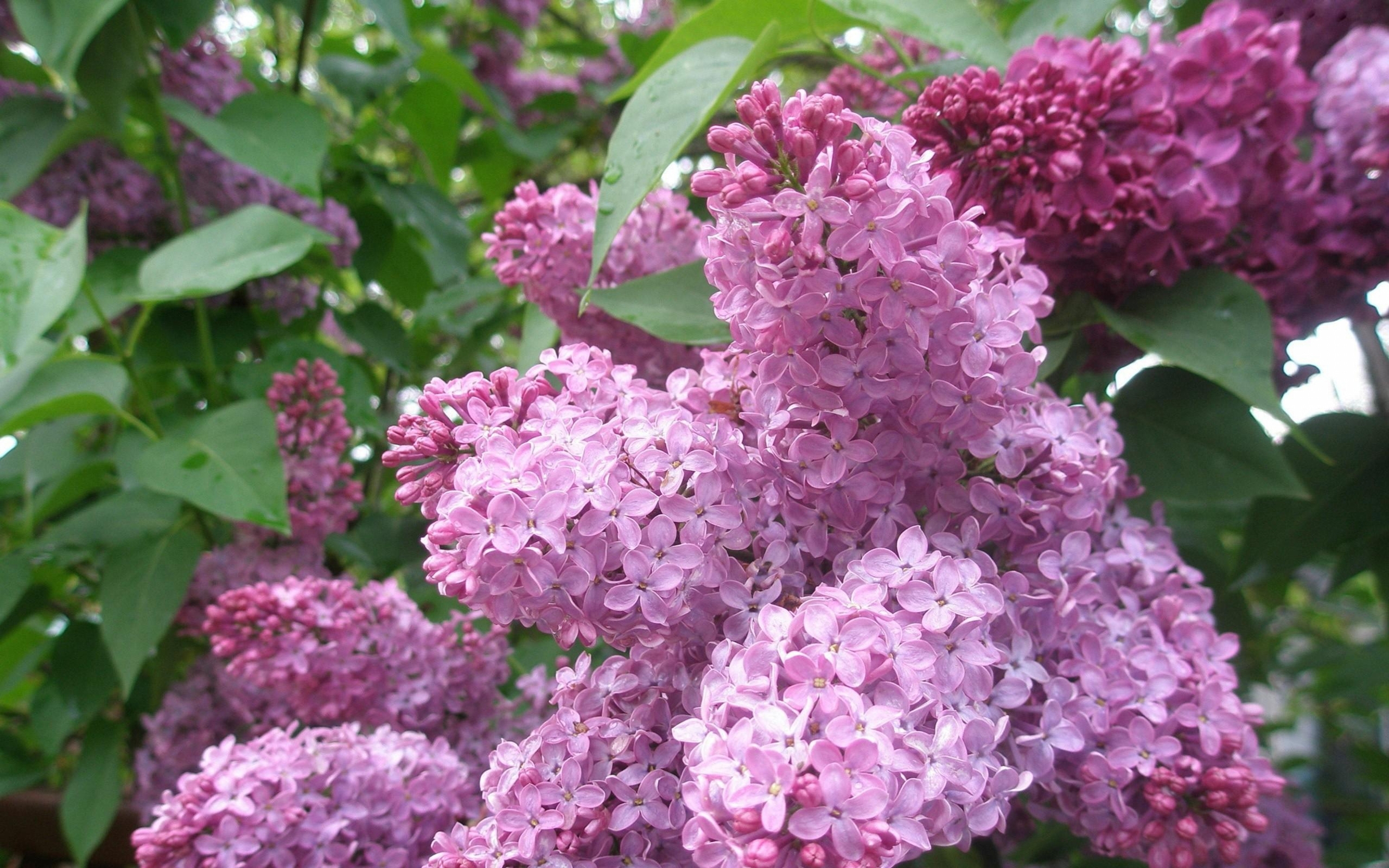Earth Lilac HD Wallpaper | Background Image