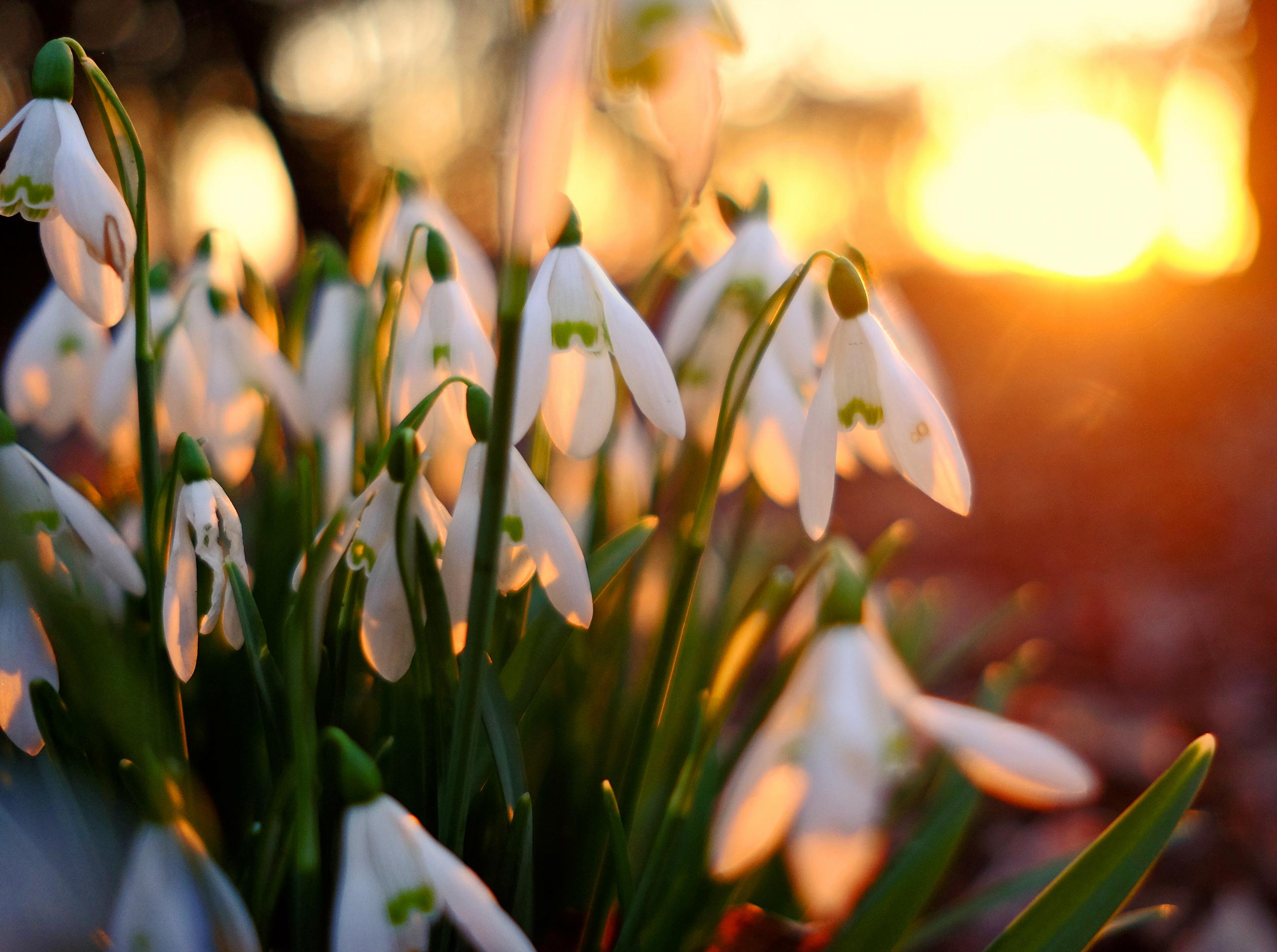 Snowdrop Flower iPhone Wallpaper - Danielle Verderame Marketing Agency