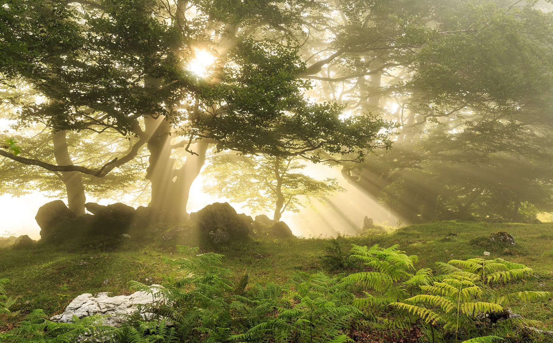 Download Greenery Nature Tree Sunbeam HD Wallpaper