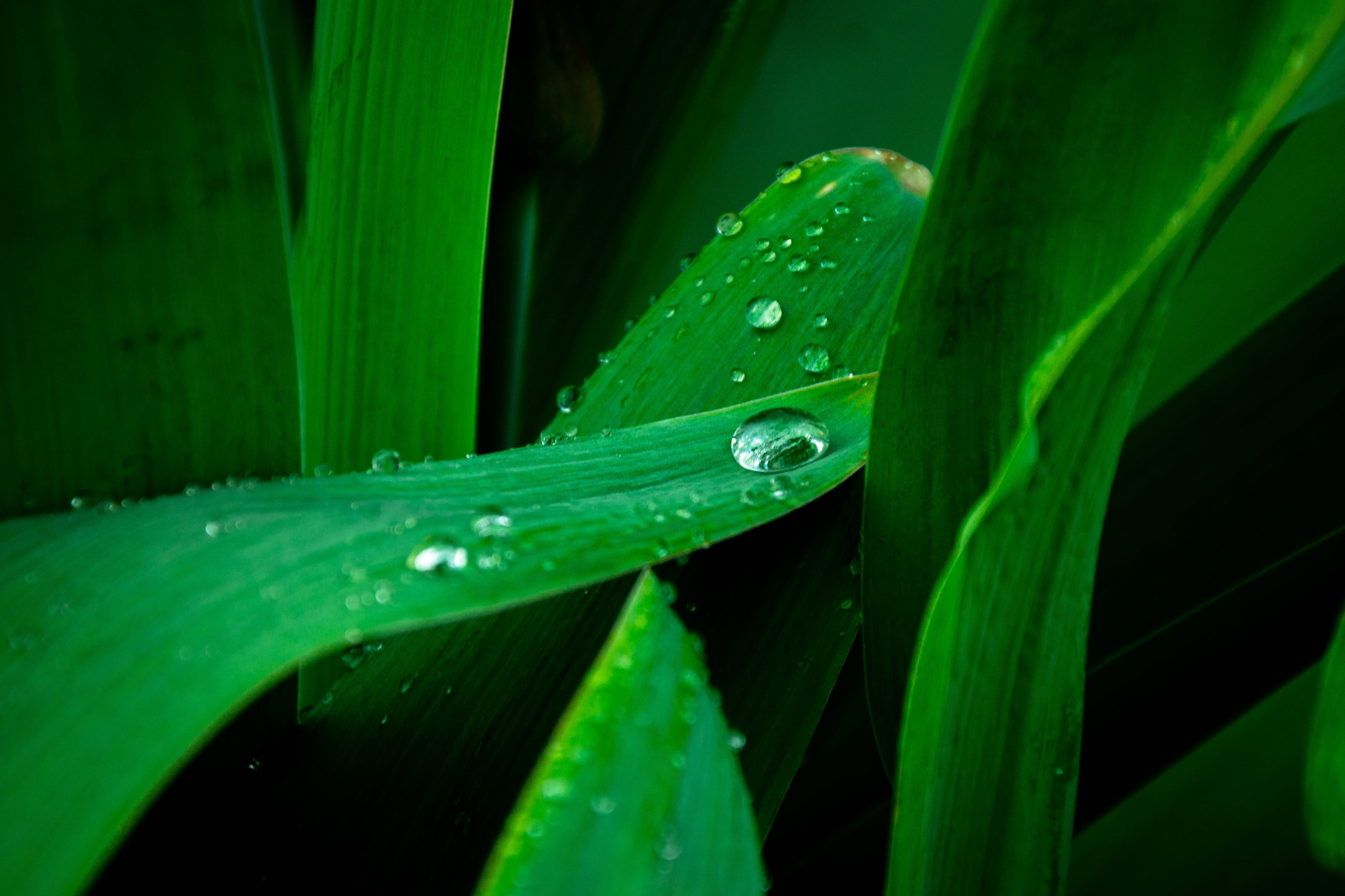 Nature Water Drop HD Wallpaper | Background Image