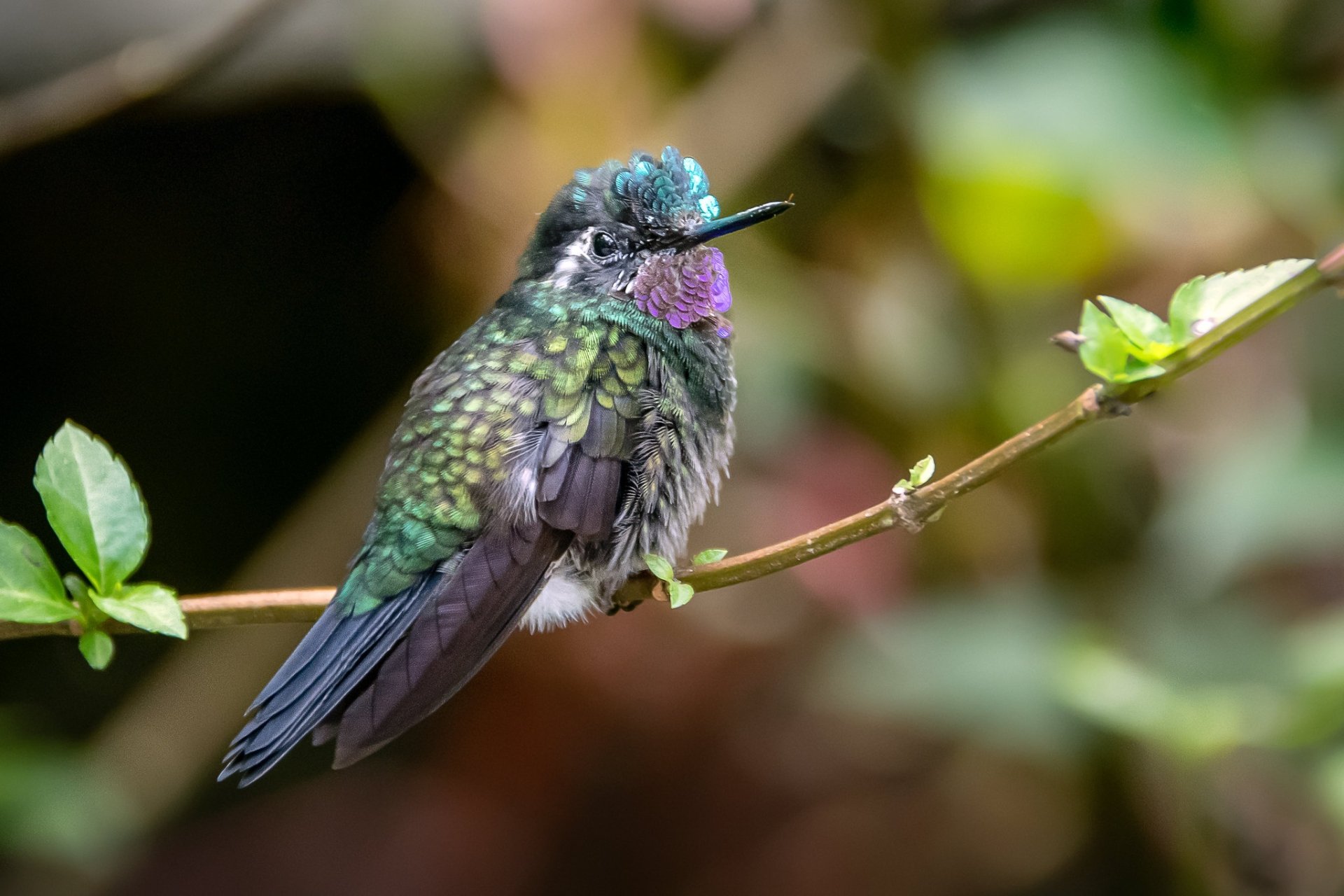 Download Bird Animal Hummingbird HD Wallpaper | 2048x1365 | Wallpaper Abyss