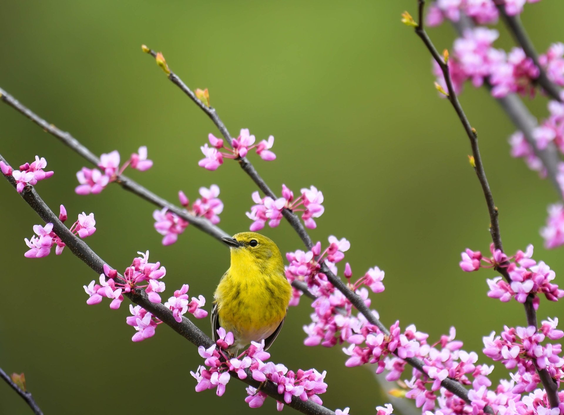 Download Flower Passerine Spring Animal Warbler HD Wallpaper