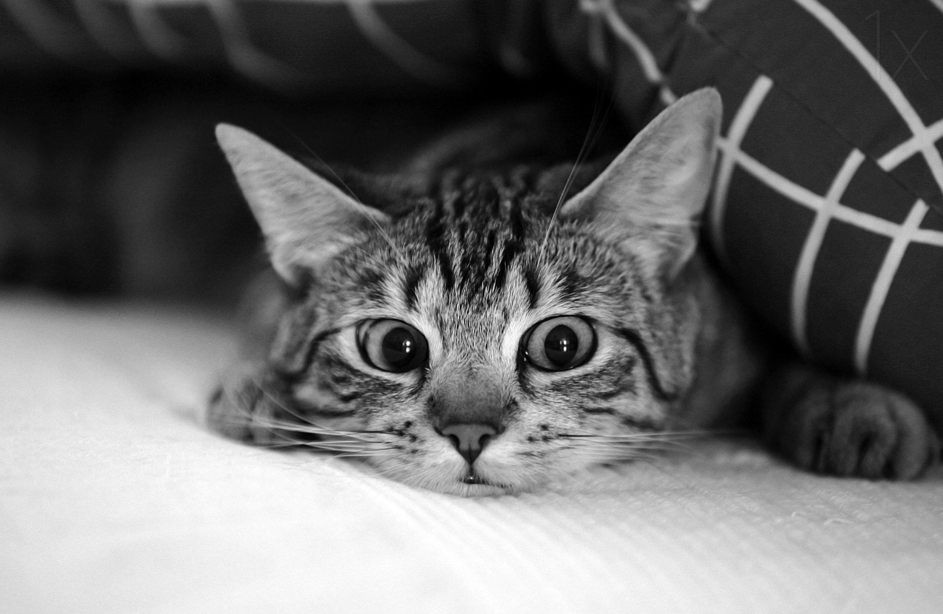 Download Black & White Stare Animal Cat HD Wallpaper | 2500x1629 ...