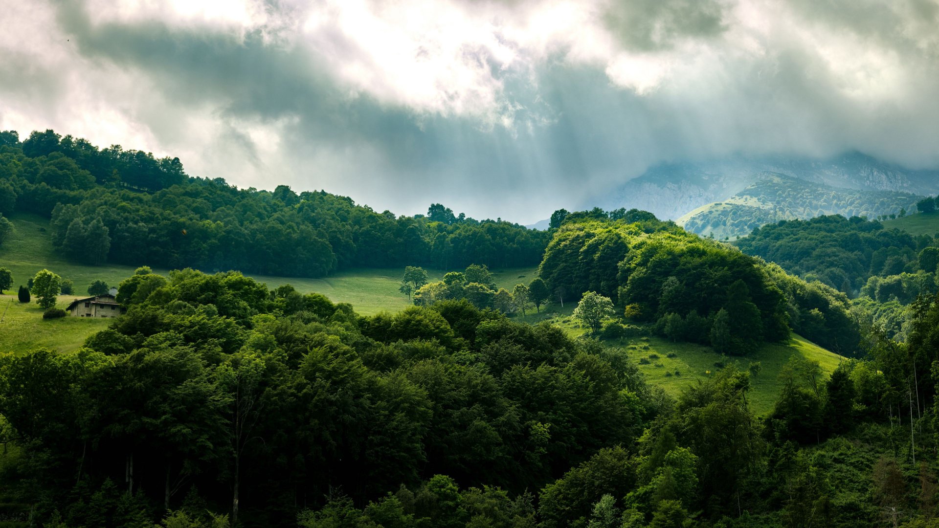 Download Sunbeam Forest Tree Nature Landscape 4k Ultra HD Wallpaper
