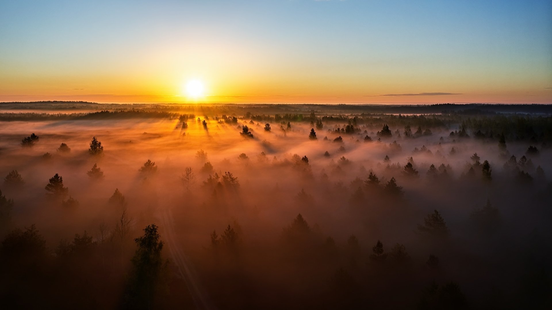 Download Horizon Nature Forest Sunset Lithuania Fog HD Wallpaper