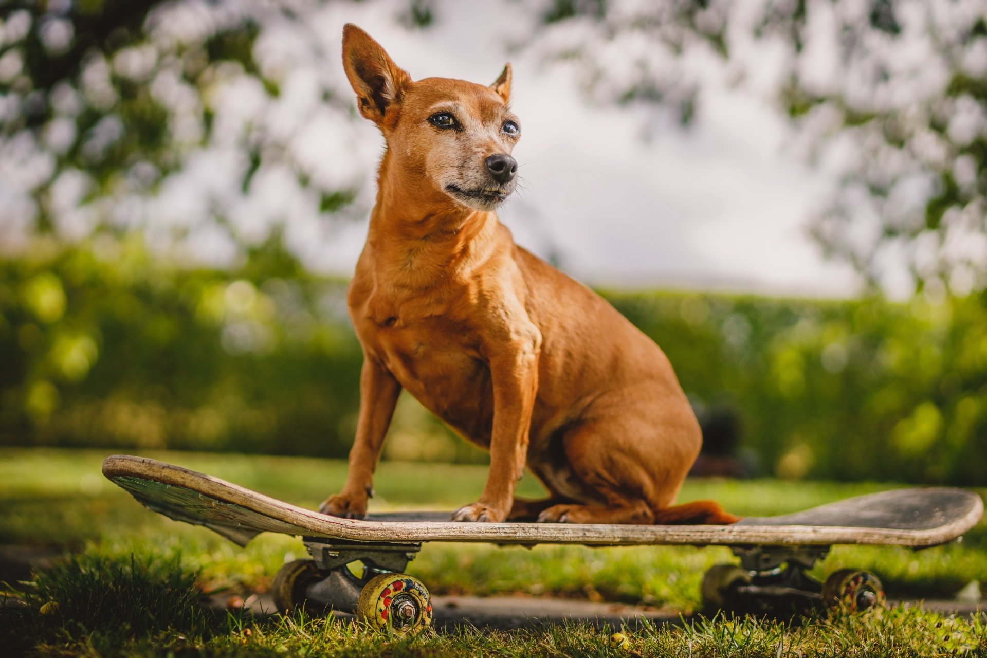 Download Skateboard Depth Of Field Animal Dog 4k Ultra HD Wallpaper