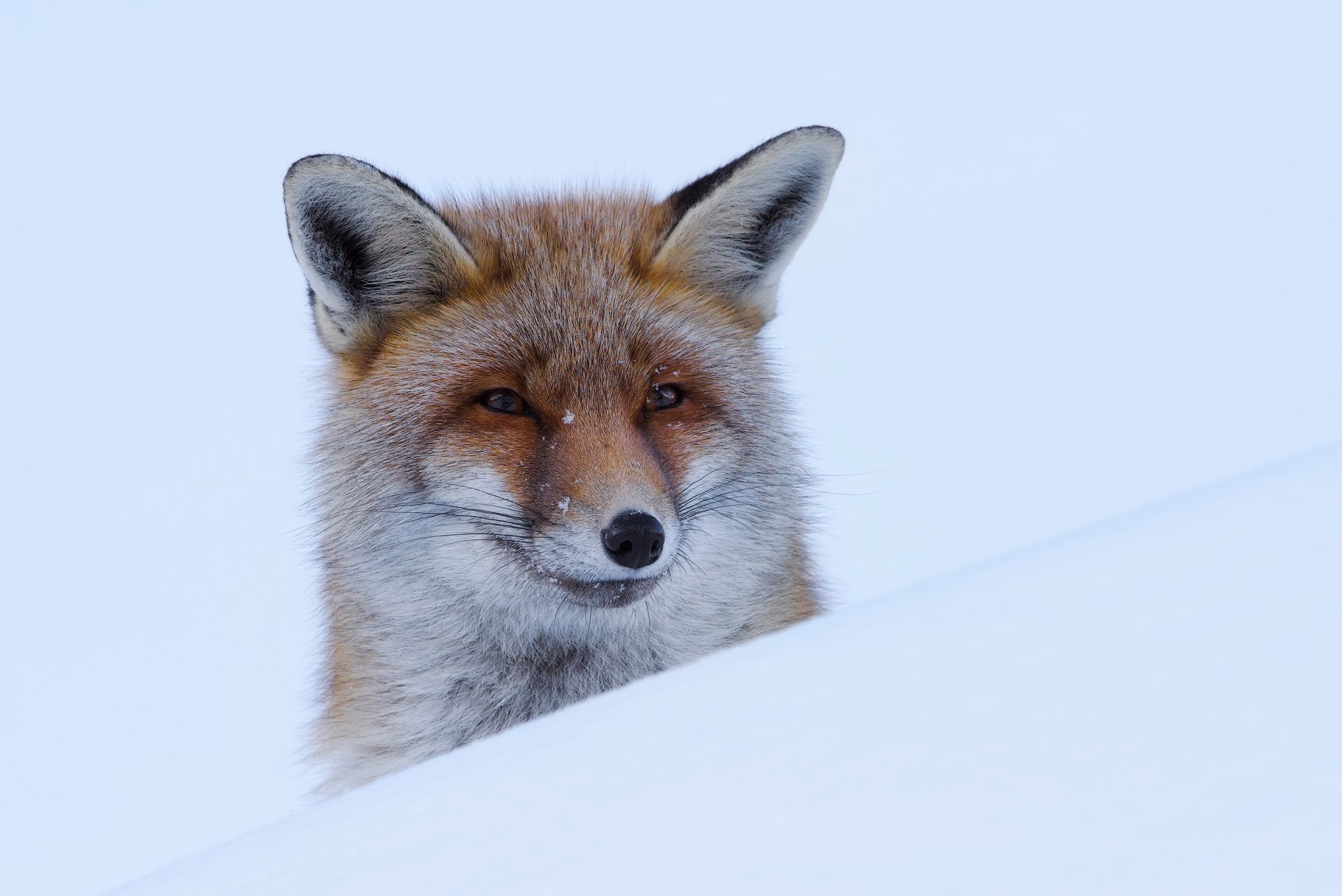 Snowy Red Fox — Winter HD Wallpaper | Silent Snow Fox | Winter Fox in ...