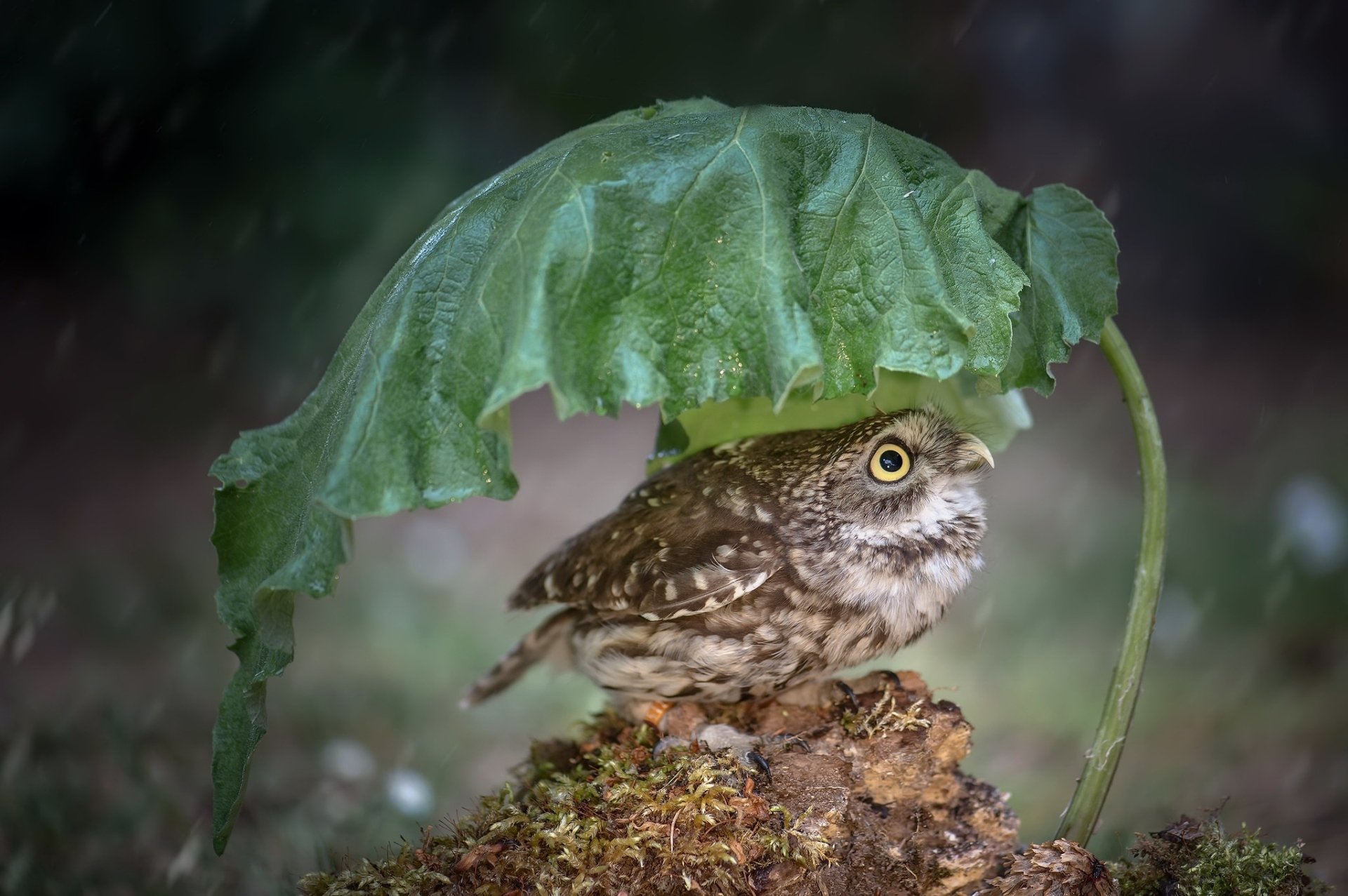 HD desktop wallpaper featuring a small owl sheltering under a large green leaf, surrounded by natural forest floor elements, showcasing intricate bird and animal details.