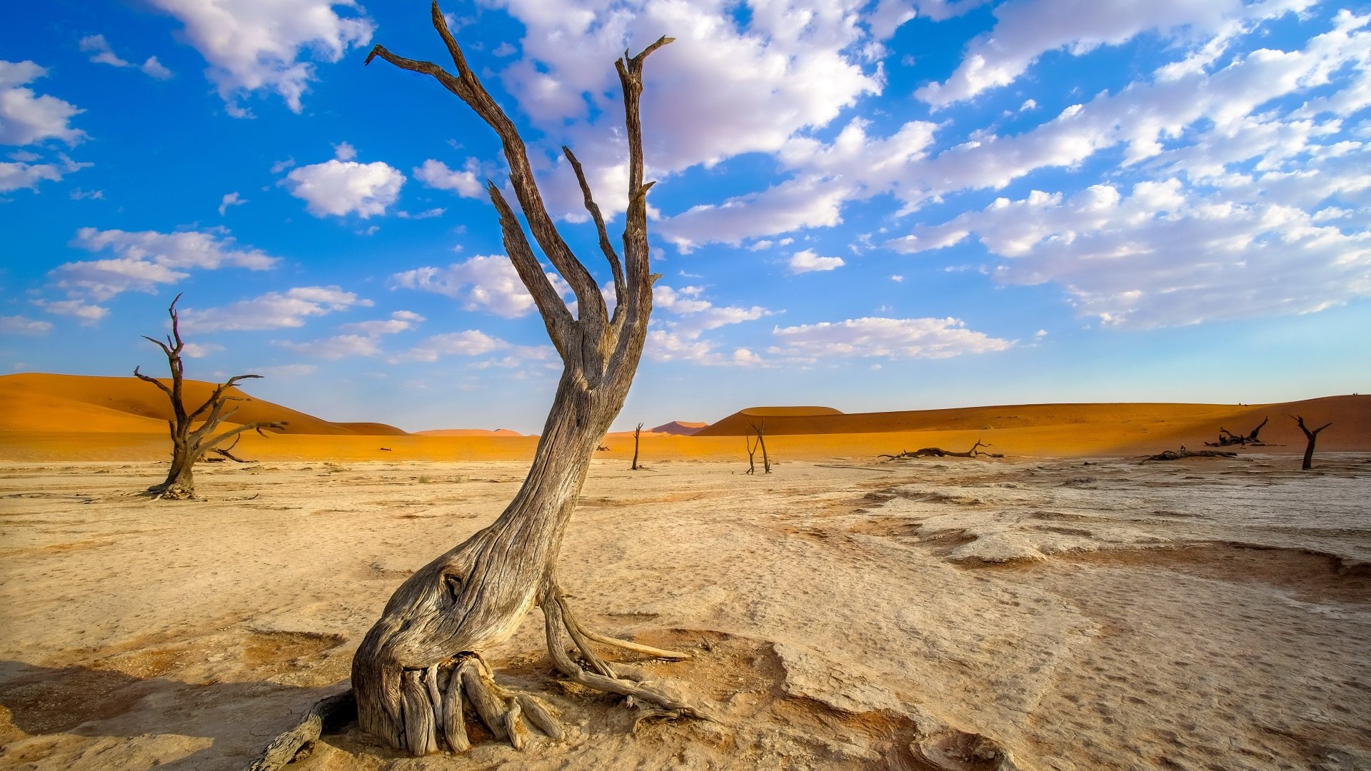 Download Nature Landscape Sand Dead Tree Namibia Desert 4k Ultra HD Wallpaper
