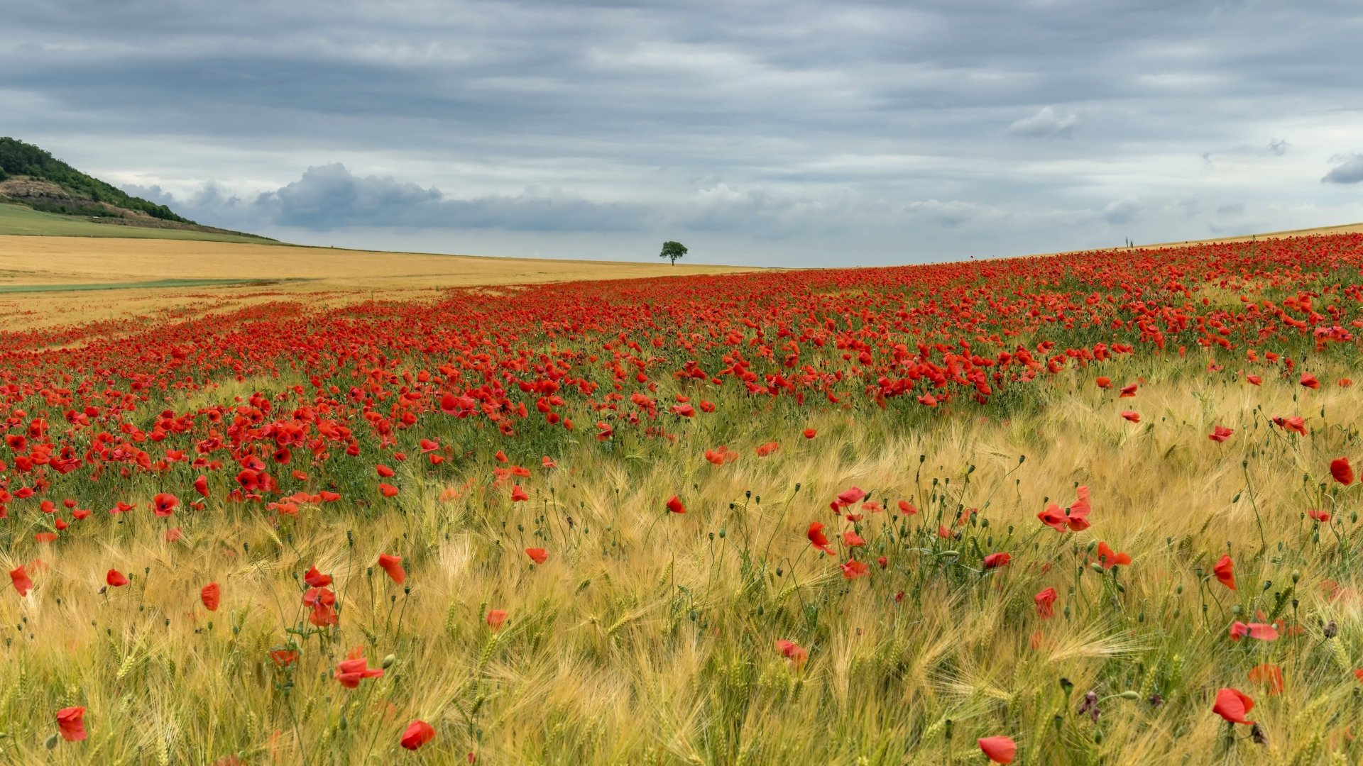 Download Red Flower Flower Poppy Summer Nature Field 4k Ultra HD Wallpaper