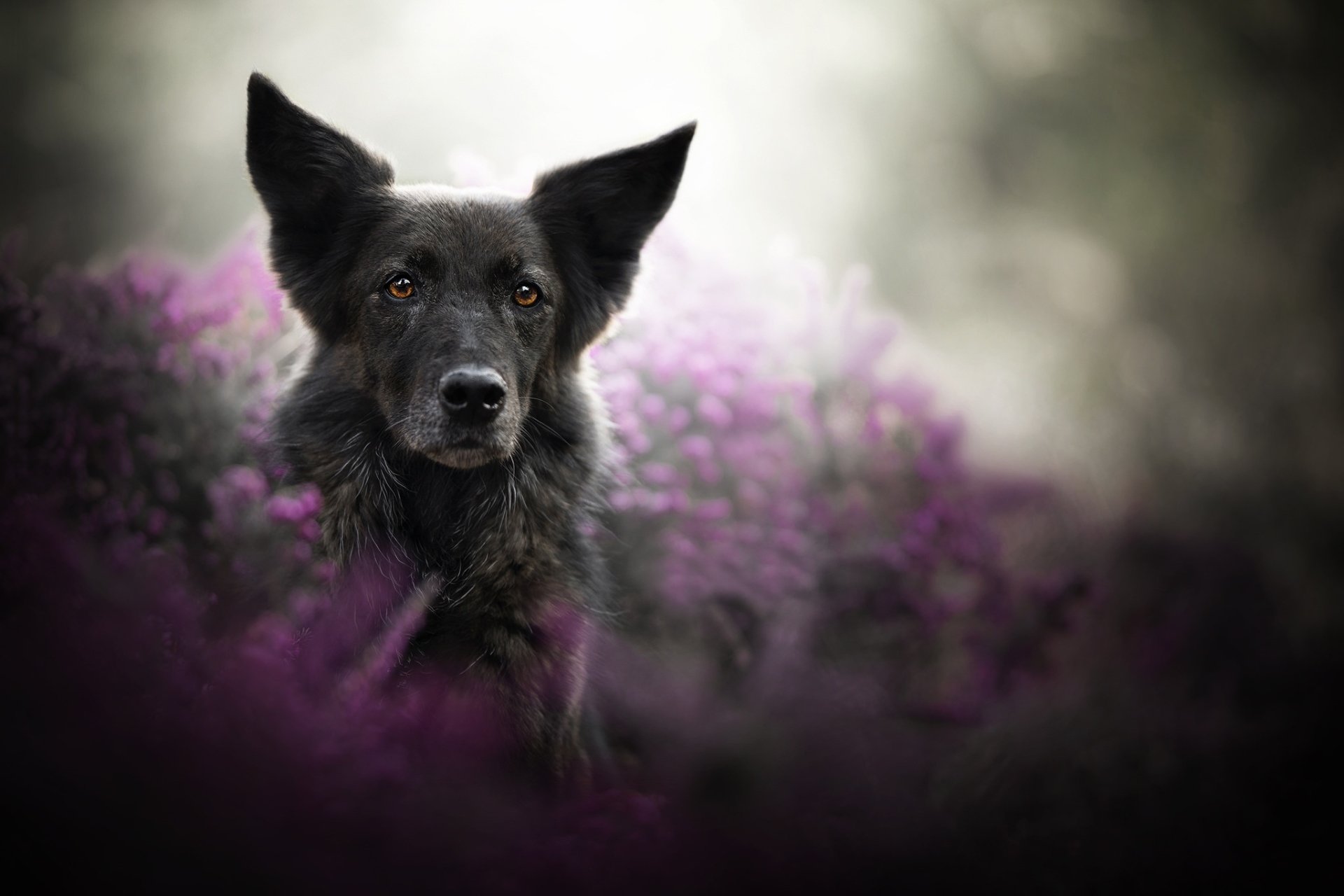 Download Depth Of Field Dog Animal Belgian Shepherd HD Wallpaper