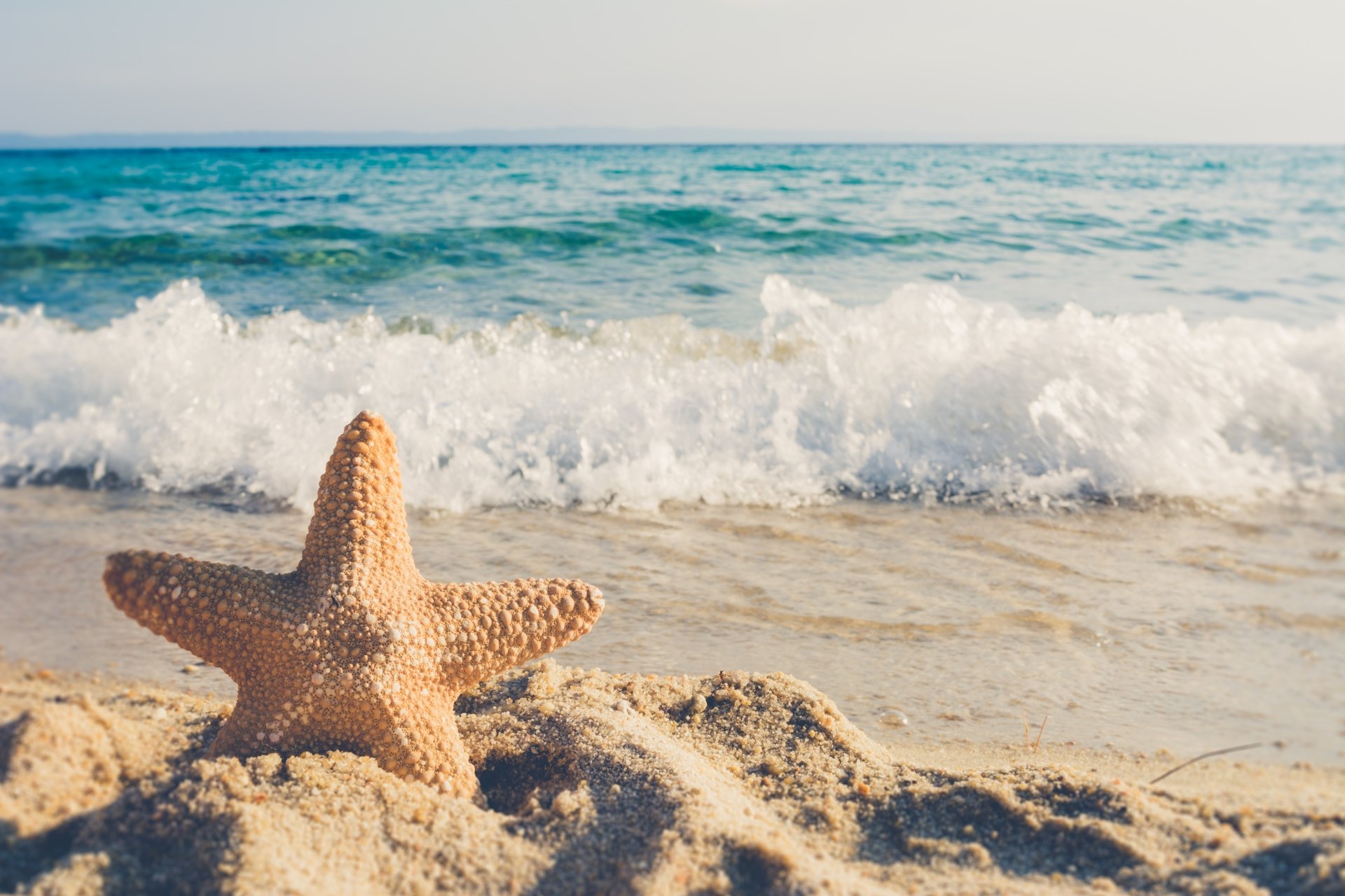 4K Ultra HD Starfish on Sandy Ocean Shore Wallpaper | 6000x4000 ...