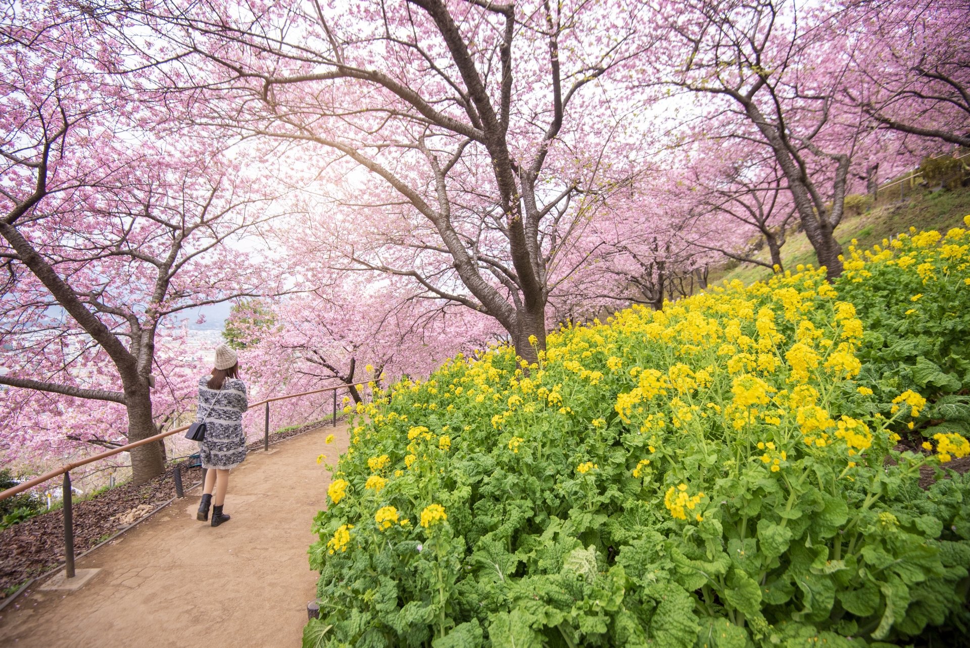 A woman walks along a path lined with blooming sakura trees and vibrant yellow flowers, captured in a 4K Ultra HD PC desktop wallpaper showcasing serene mood.