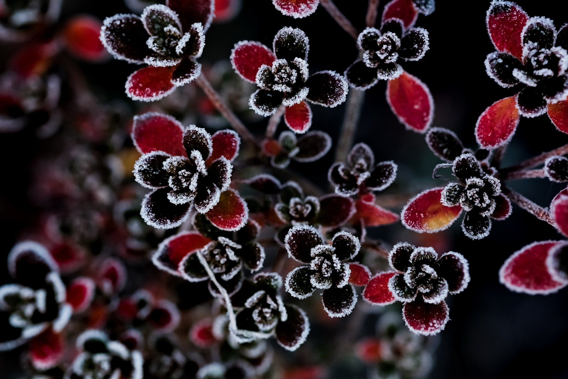 Download Frost Nature Flower 4k Ultra HD Wallpaper